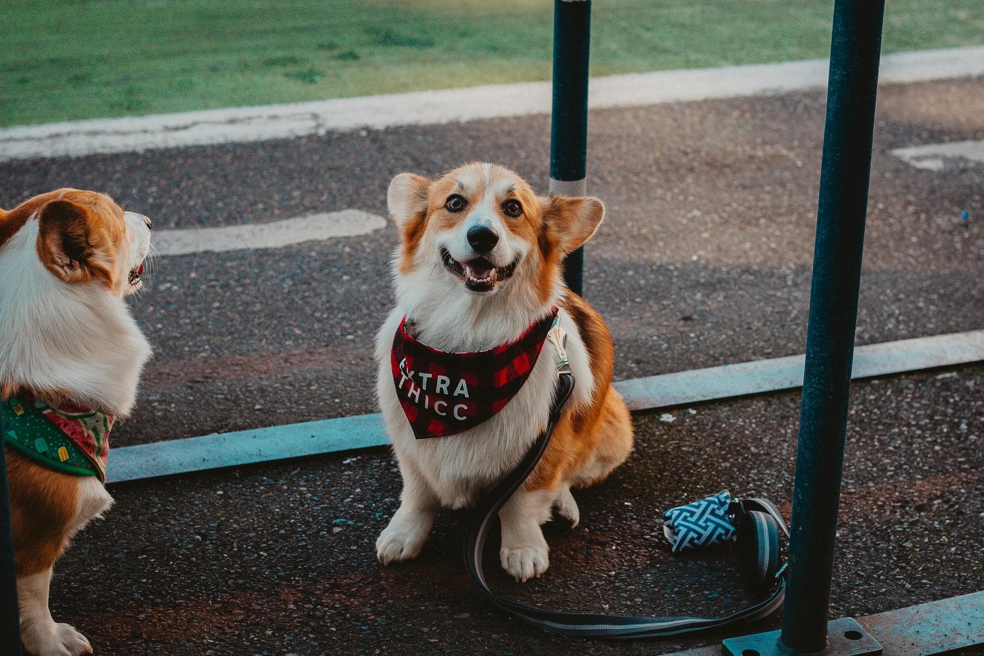 Specialist Vets in Coventry