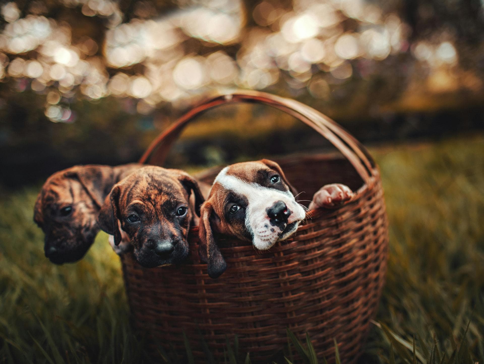 Dog & Cat Vets in Coventry