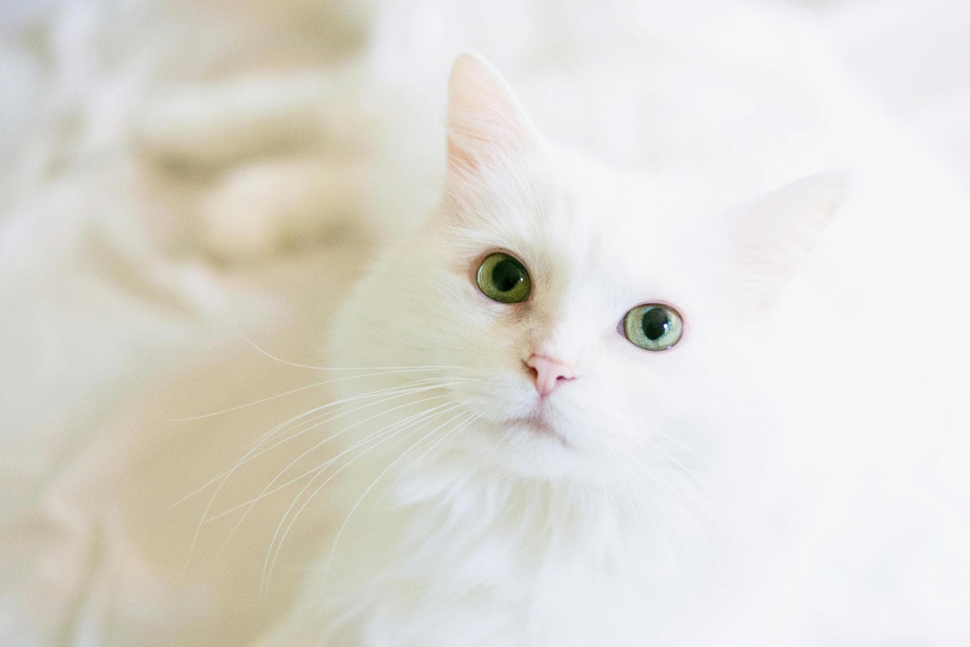 Cat Kitten Vaccinations Feline Leukaemia Prices in Coventry
