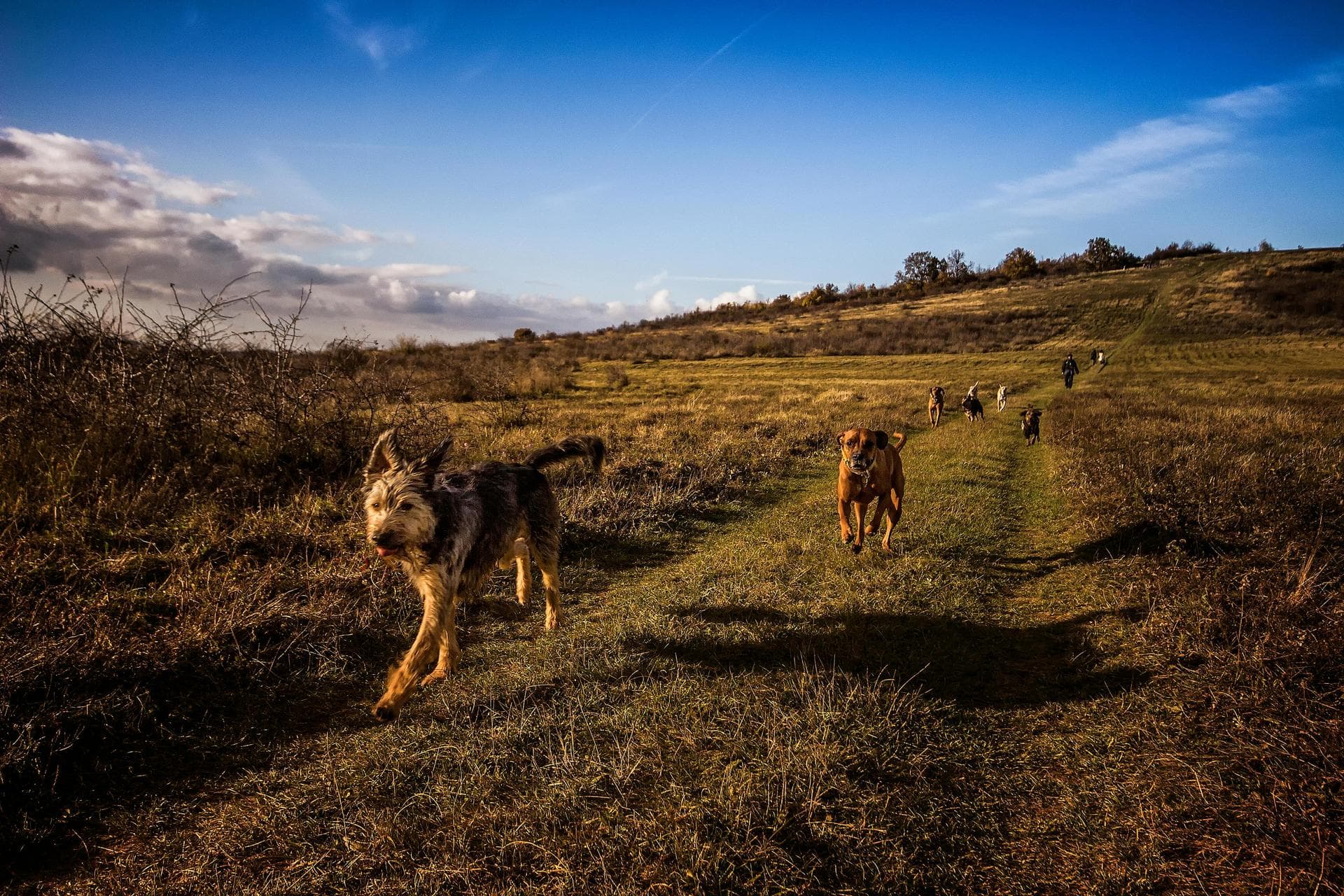 Dog Microchipping Prices in Coventry